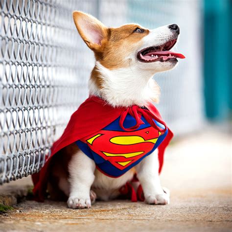 dog superman cape|superman dog costume.